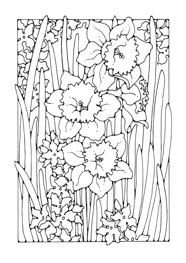 narcissus Coloriage narcissus