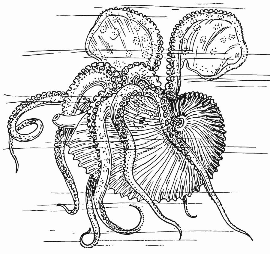 nautile - seiche Coloriage nautile - seiche