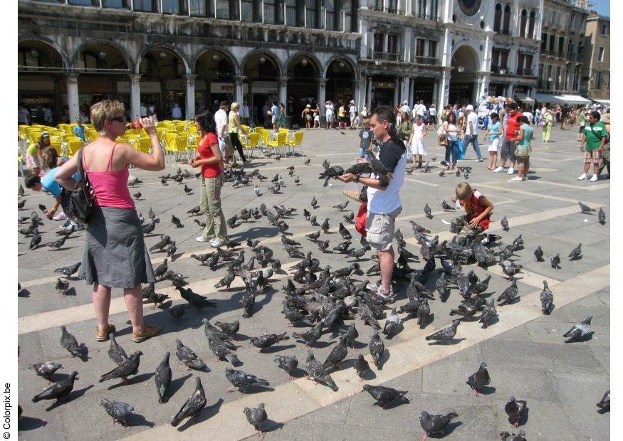 nourir les pigeons sur la place san marco, venise Photo nourir les pigeons sur la place san marco, venise