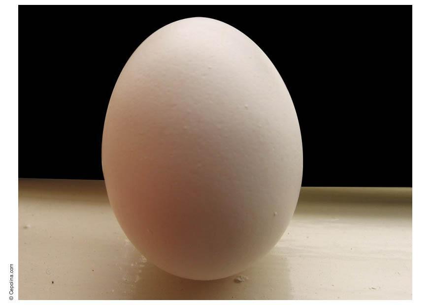 oeuf Photo oeuf