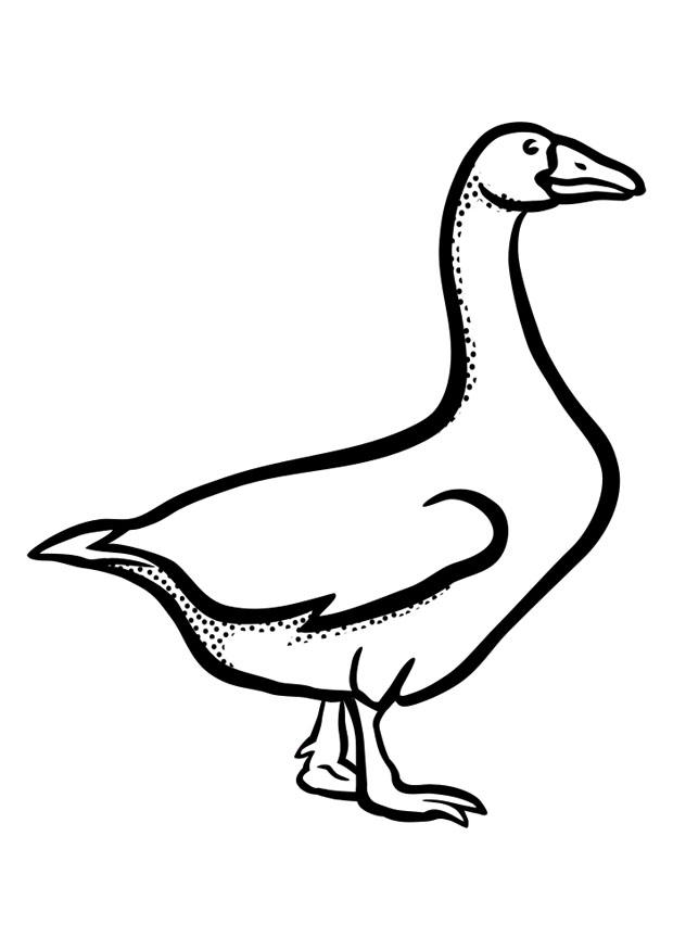 oie Coloriage oie