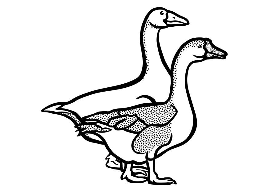 oies Coloriage oies