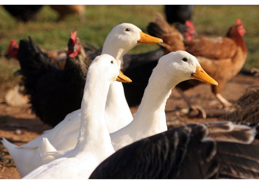 oies et poules Photo oies et poules