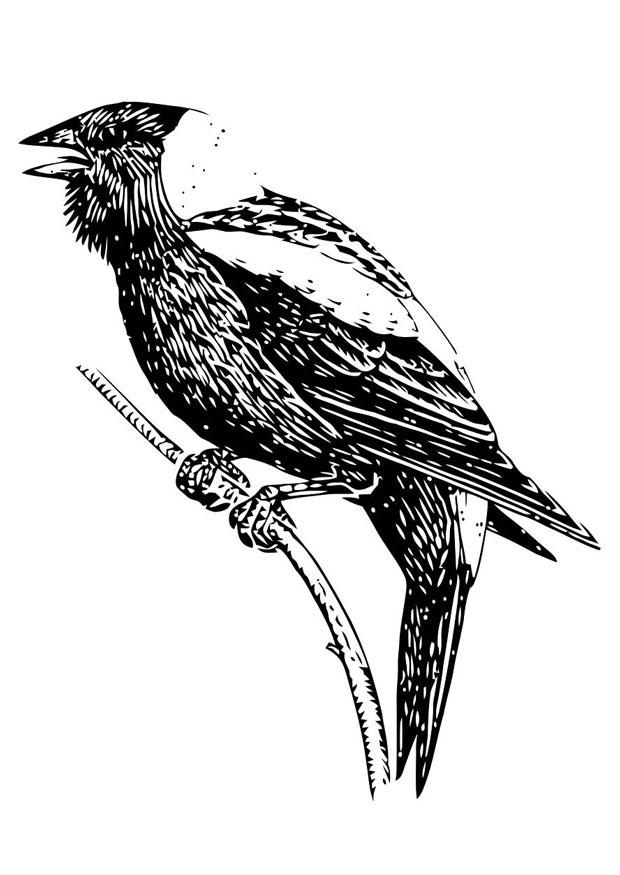 oiseau Coloriage oiseau