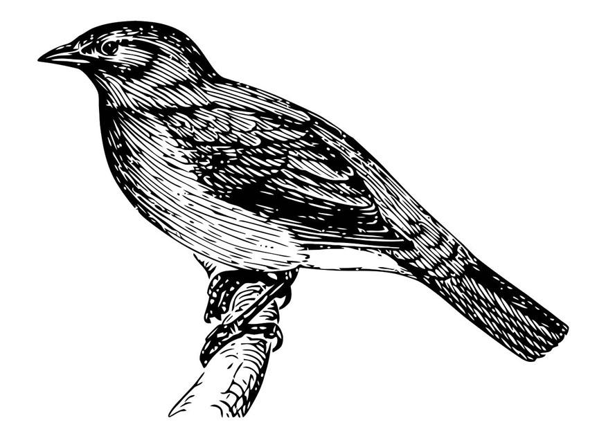 oiseau Coloriage oiseau