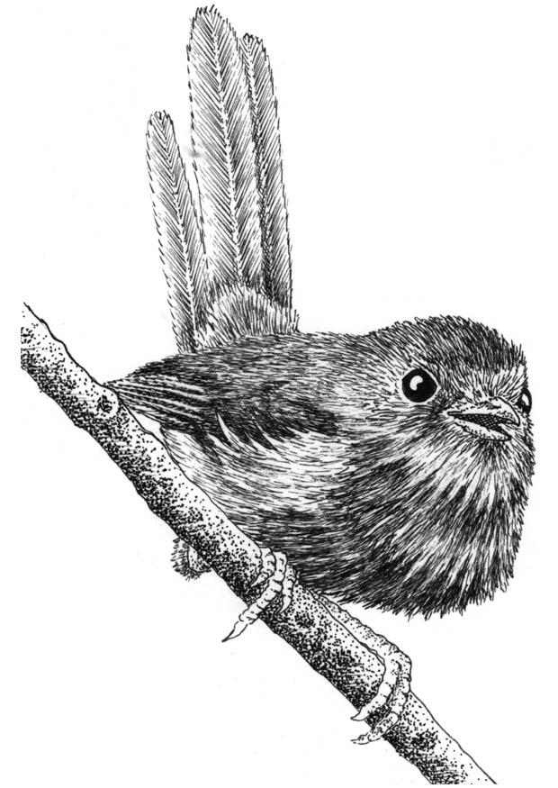 oiseau Coloriage oiseau