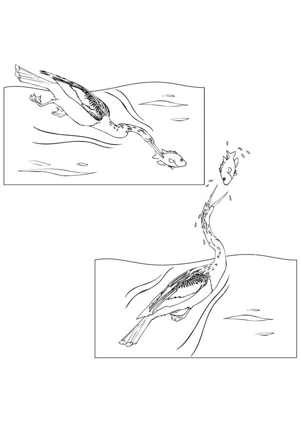 oiseau attrape un poisson Coloriage oiseau attrape un poisson