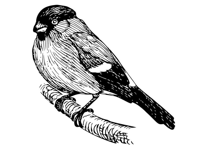 oiseau - bouvreuil Coloriage oiseau - bouvreuil