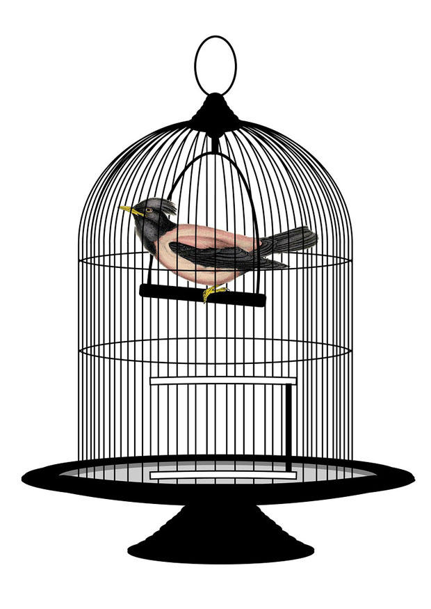 oiseau en cage Image oiseau en cage