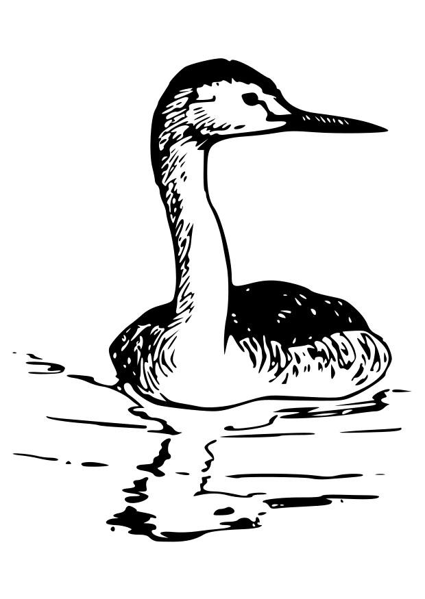 oiseau - grA¨be au cou de cygne Coloriage oiseau - grA¨be au cou de cygne