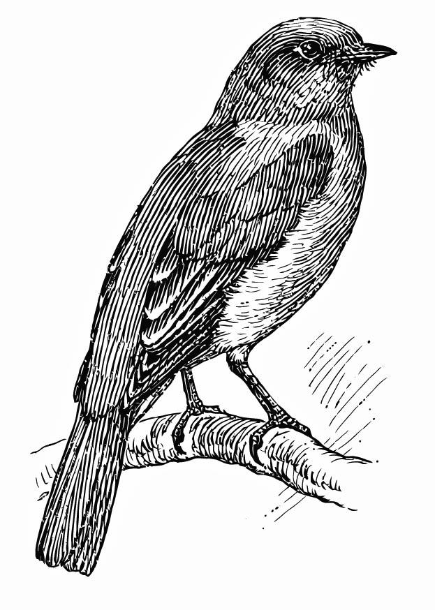 oiseau - merlebleu Coloriage oiseau - merlebleu