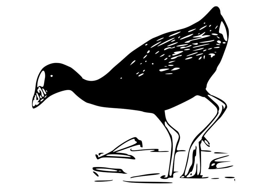 oiseau - poule sultane Coloriage oiseau - poule sultane