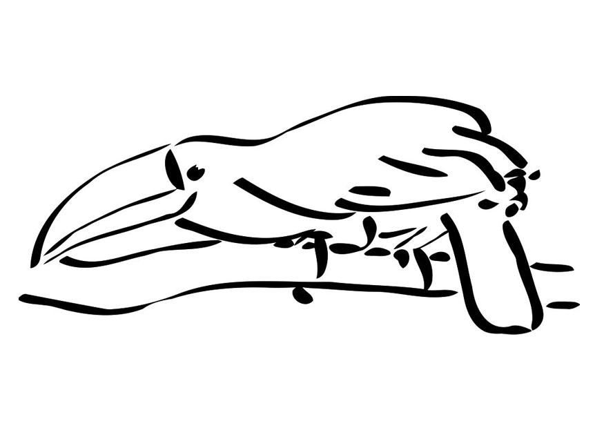 oiseau sur brance - toucan Coloriage oiseau sur brance - toucan