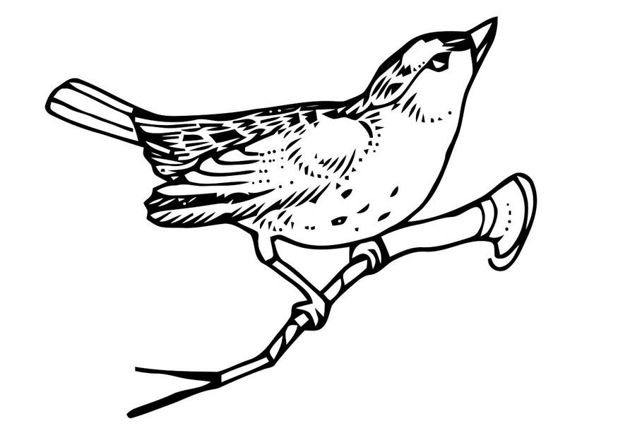 oiseau sur une branche Coloriage oiseau sur une branche