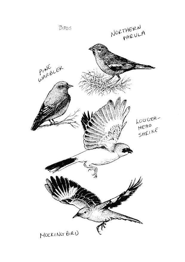 oiseaux Coloriage oiseaux