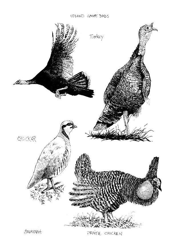 oiseaux Coloriage oiseaux