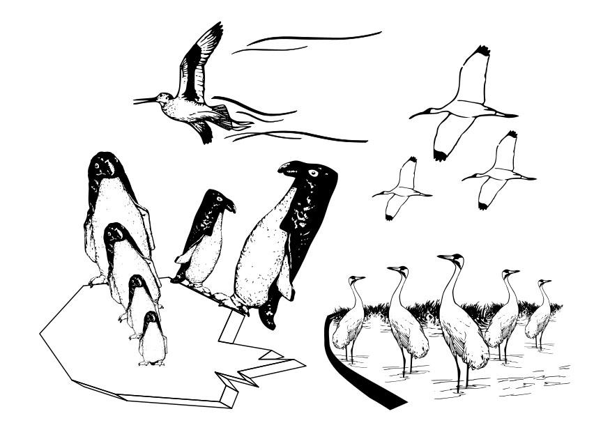 oiseaux de mer Coloriage oiseaux de mer