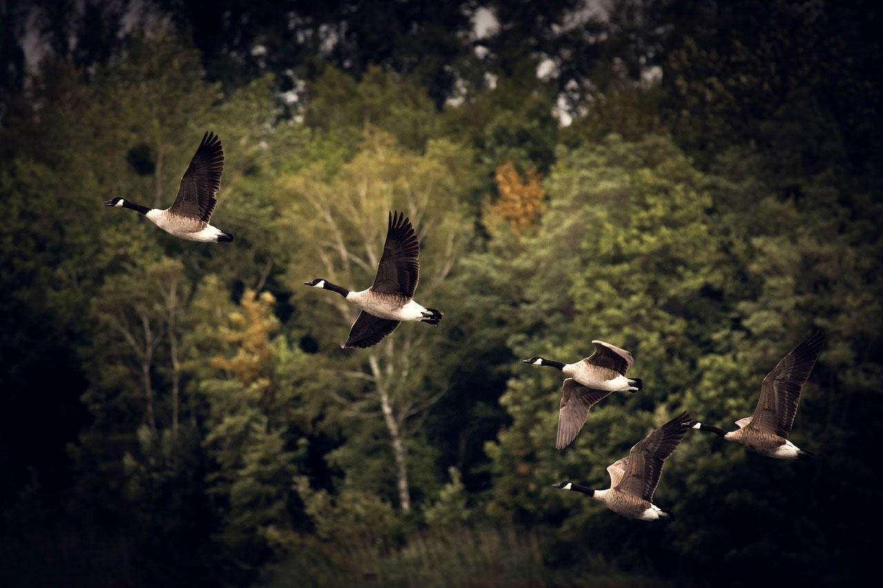 oiseaux migrateurs Photo oiseaux migrateurs