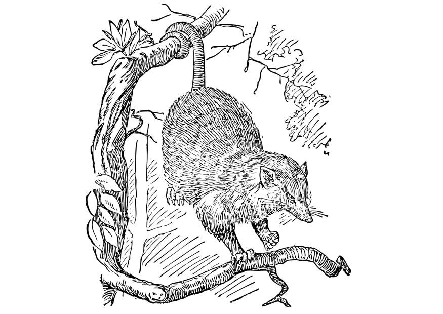 opossum Coloriage opossum