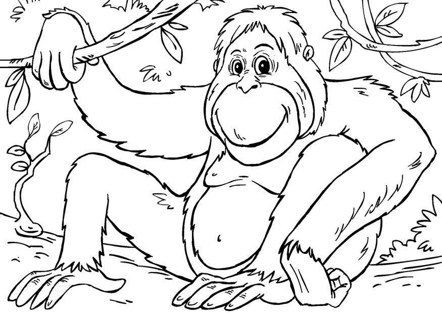 orang-outan Coloriage orang-outan
