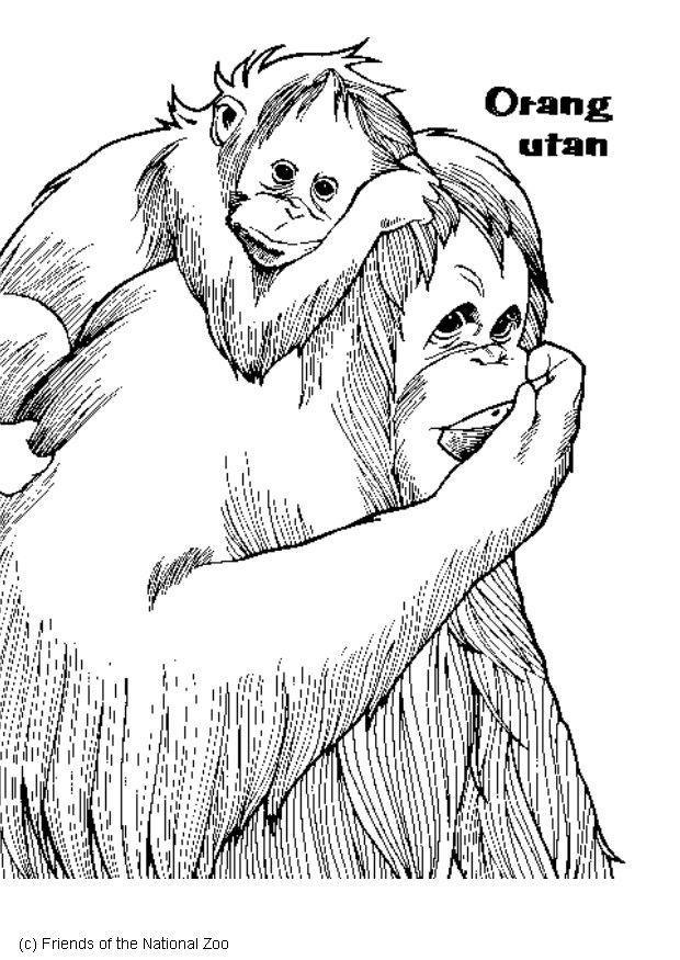 orang-outan Coloriage orang-outan