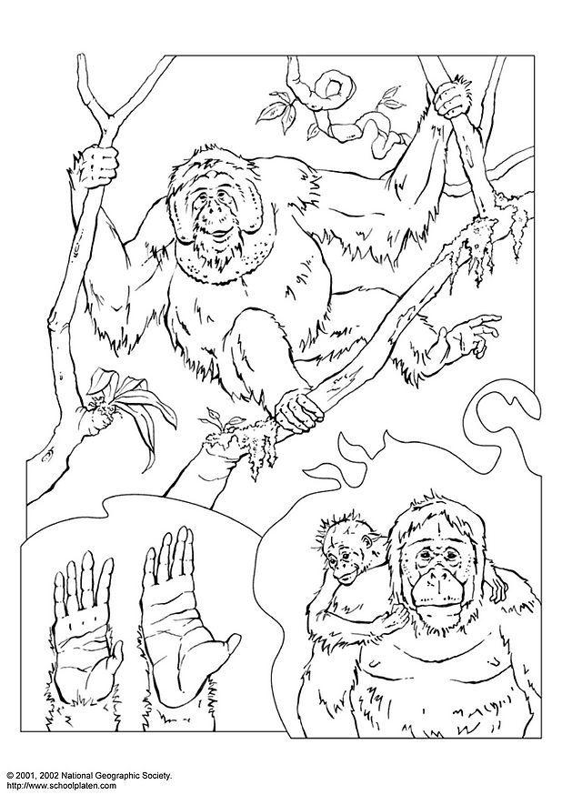 orang-outang Coloriage orang-outang