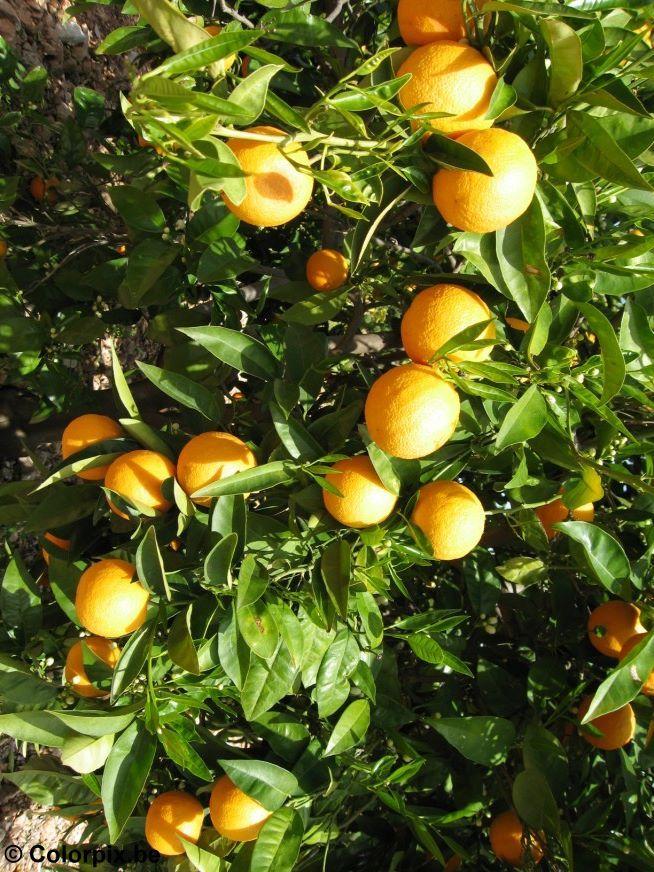 oranges Photo oranges