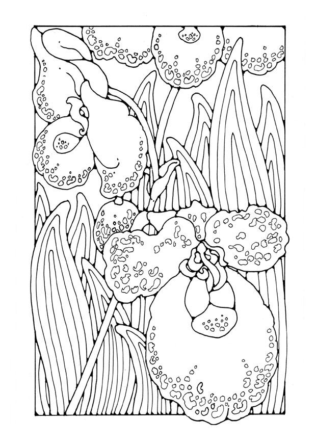 orchidA©e Coloriage orchidA©e