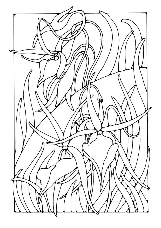 orchidA©e Coloriage orchidA©e