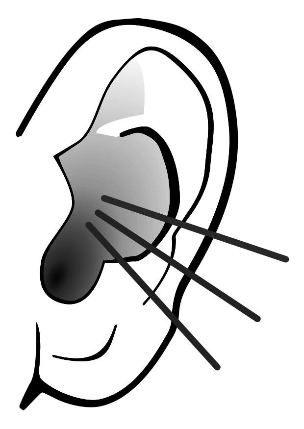 oreille - son Coloriage oreille - son