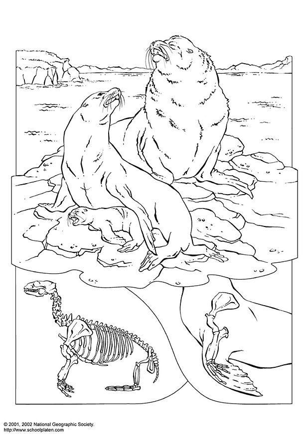 otarie Coloriage otarie