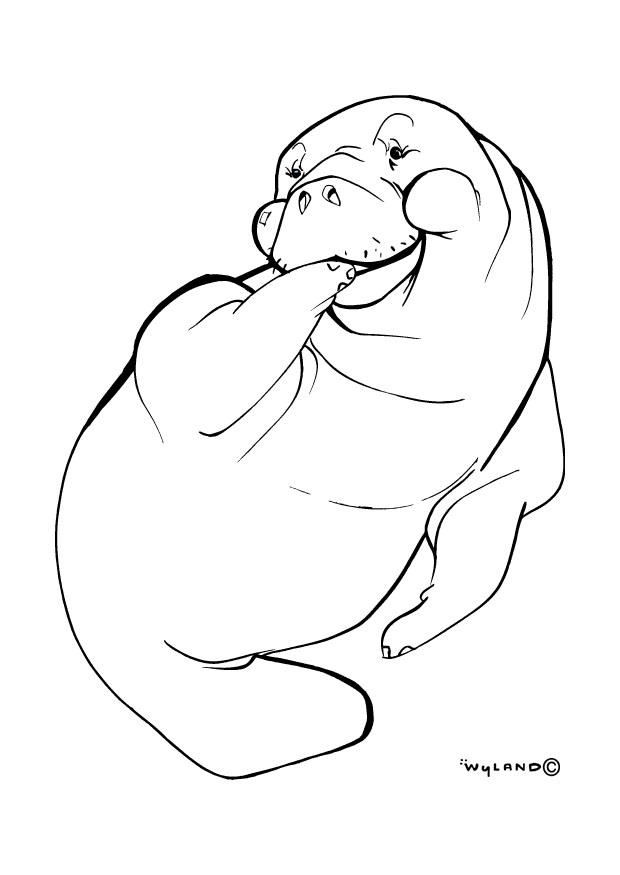 otarie Coloriage otarie