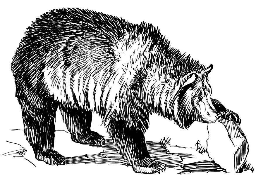 ours Coloriage ours