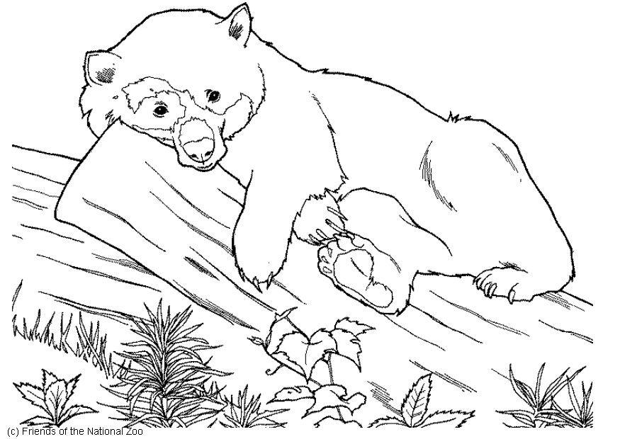 ours Coloriage ours
