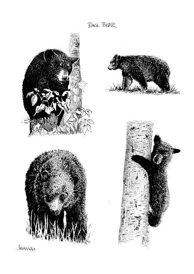 ours Coloriage ours