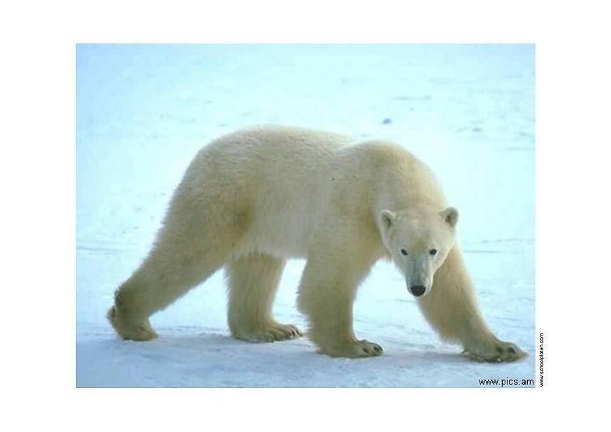 ours polaire Photo ours polaire