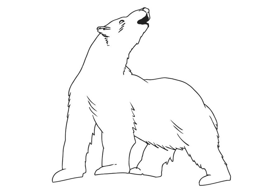 ours polaire Coloriage ours polaire