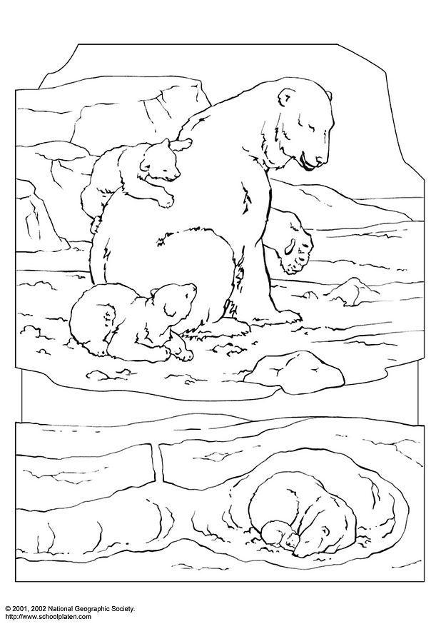 ours polaire Coloriage ours polaire