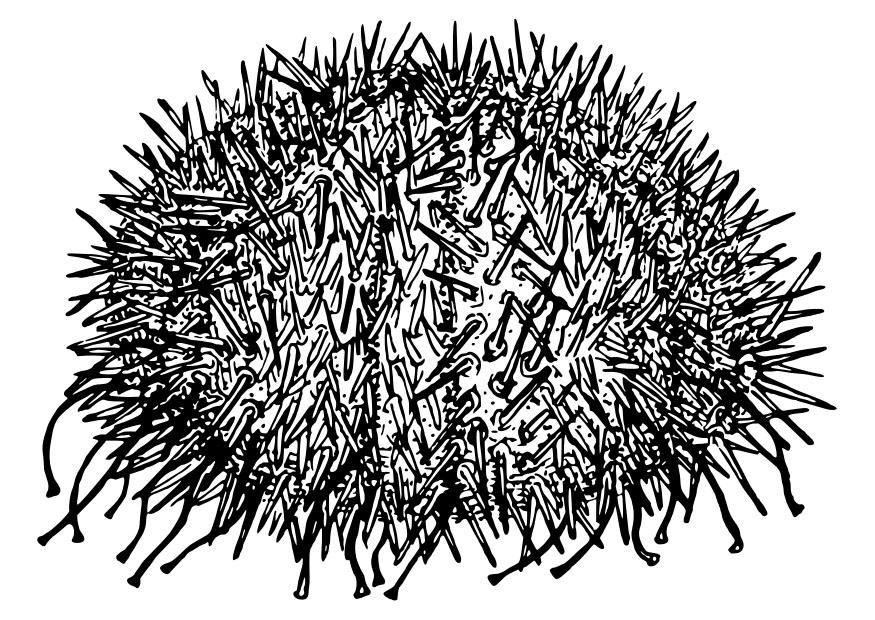 oursin Coloriage oursin