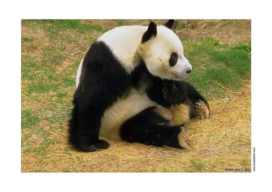panda Photo panda