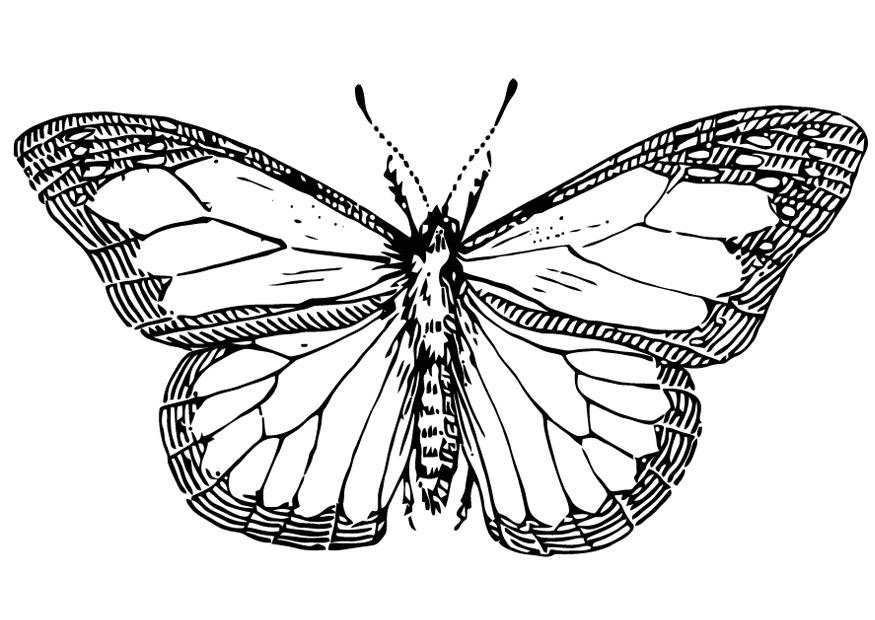 papillon Coloriage papillon