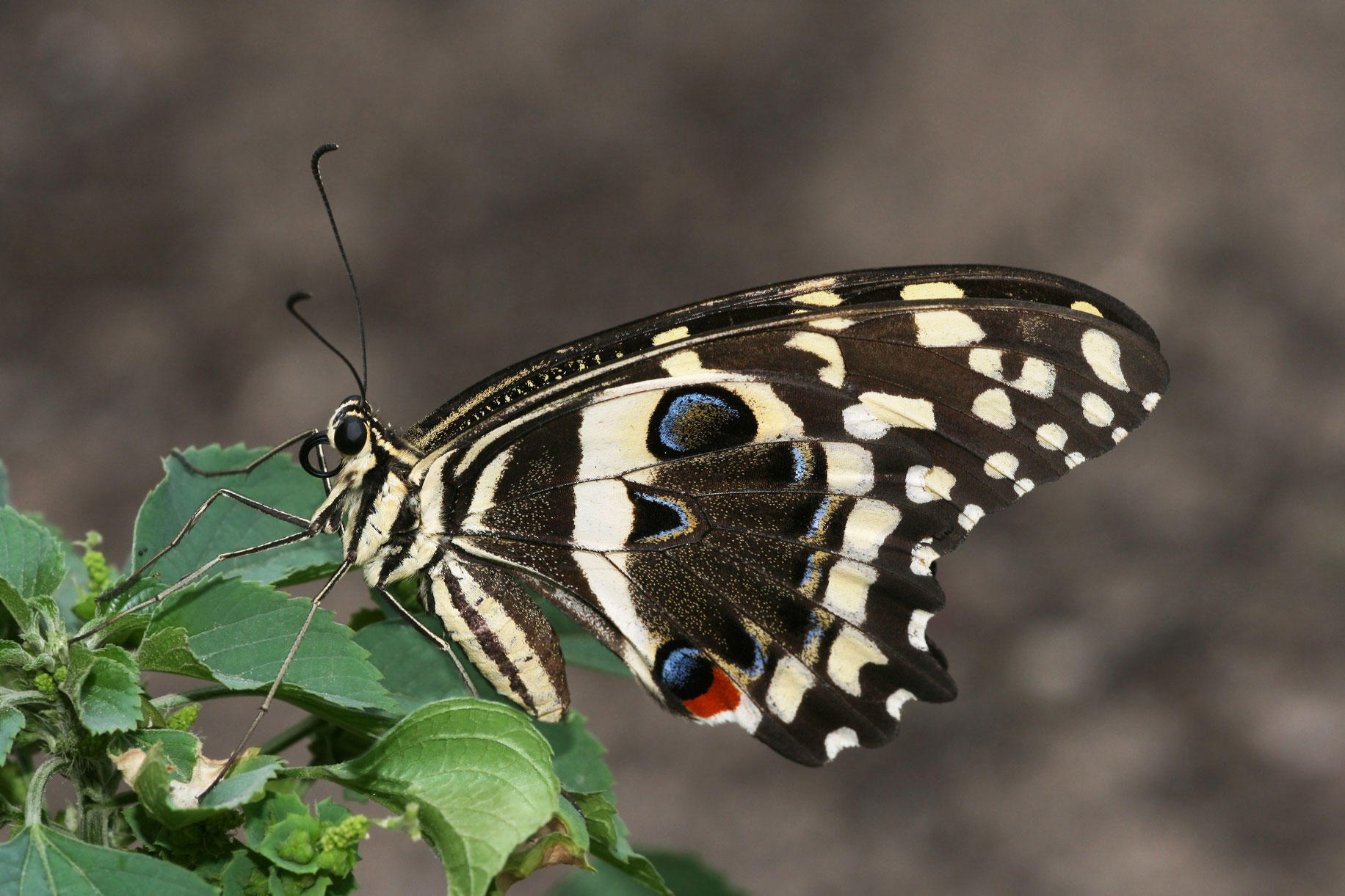 papillon Photo papillon