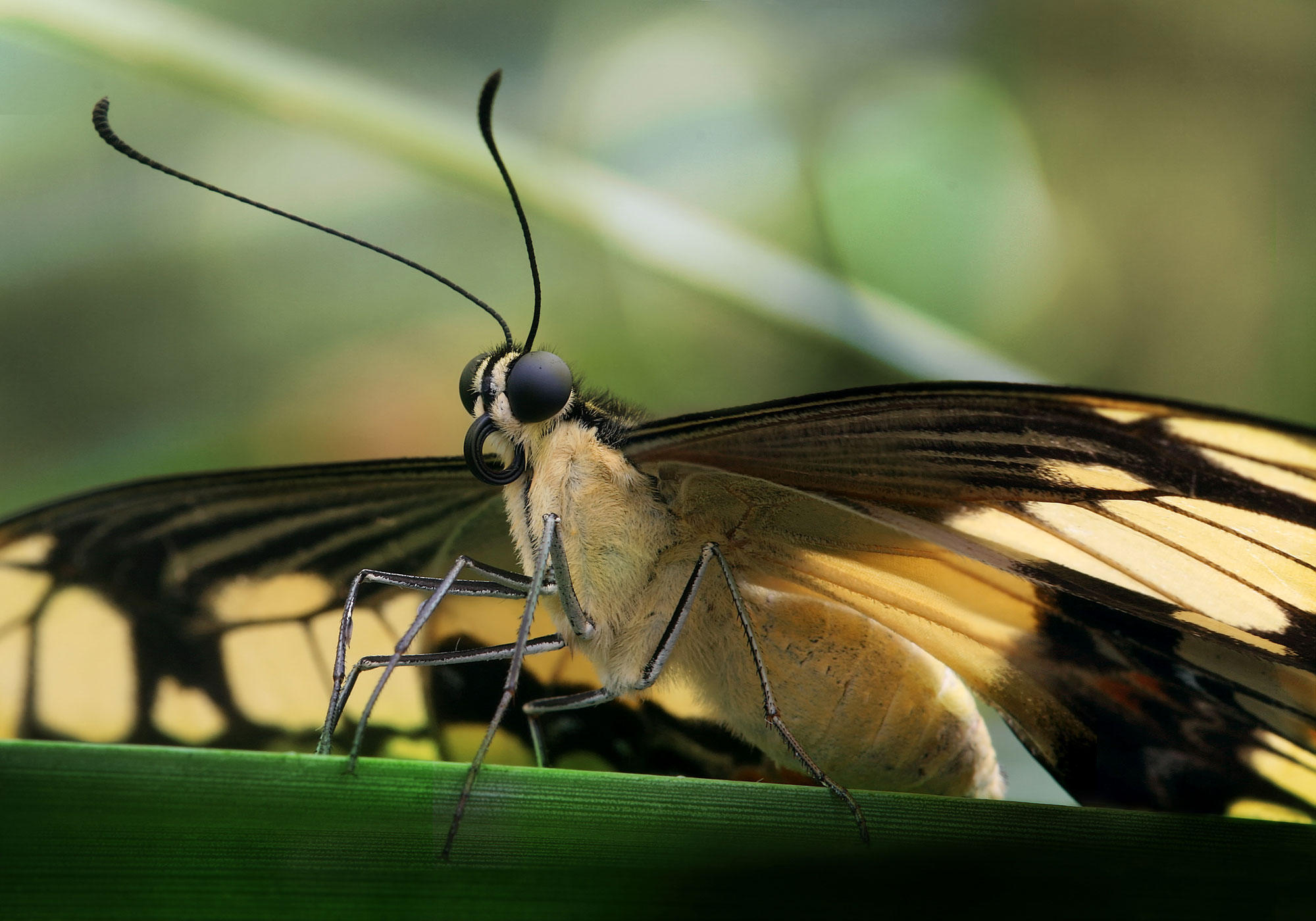 papillon Photo papillon