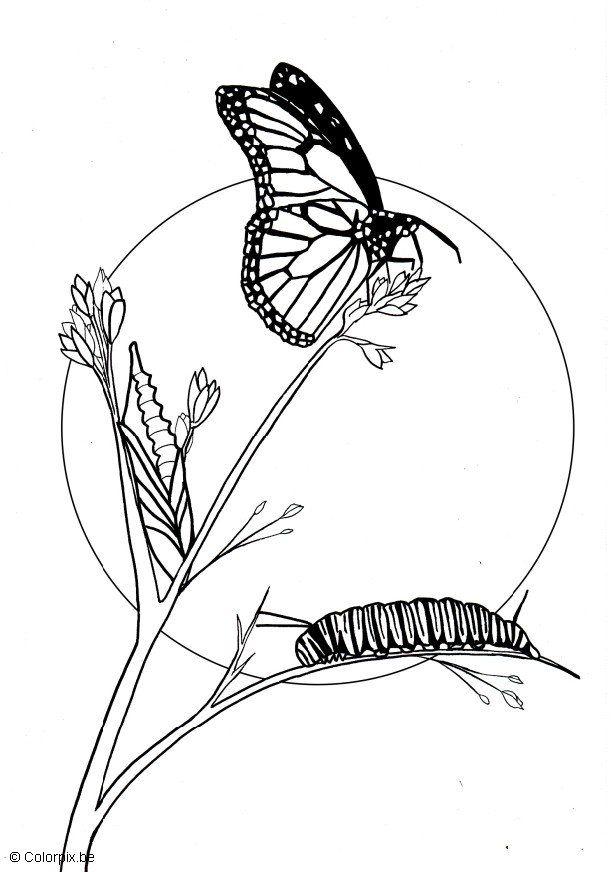 papillon Coloriage papillon