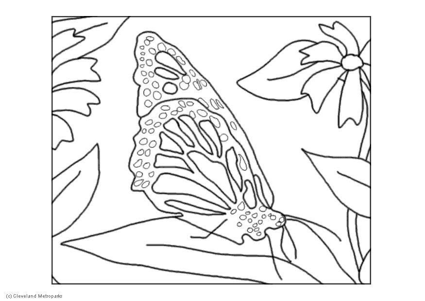 papillon Coloriage papillon