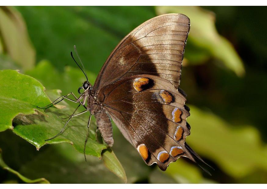 papillon Photo papillon