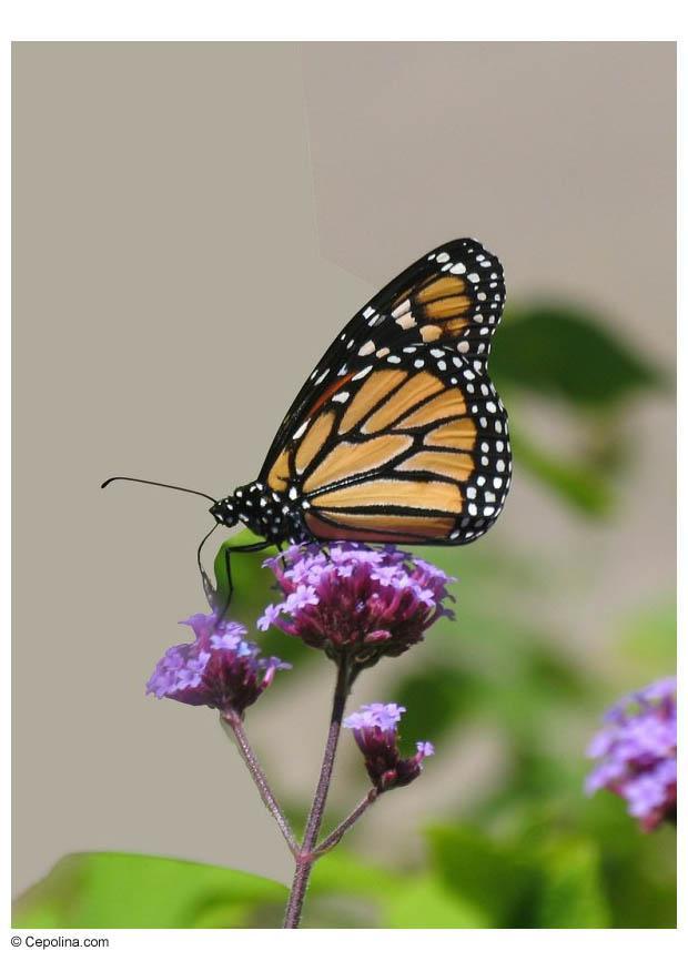 papillon Photo papillon