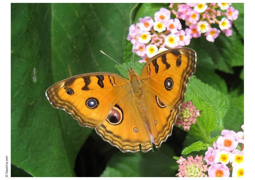papillon Photo papillon