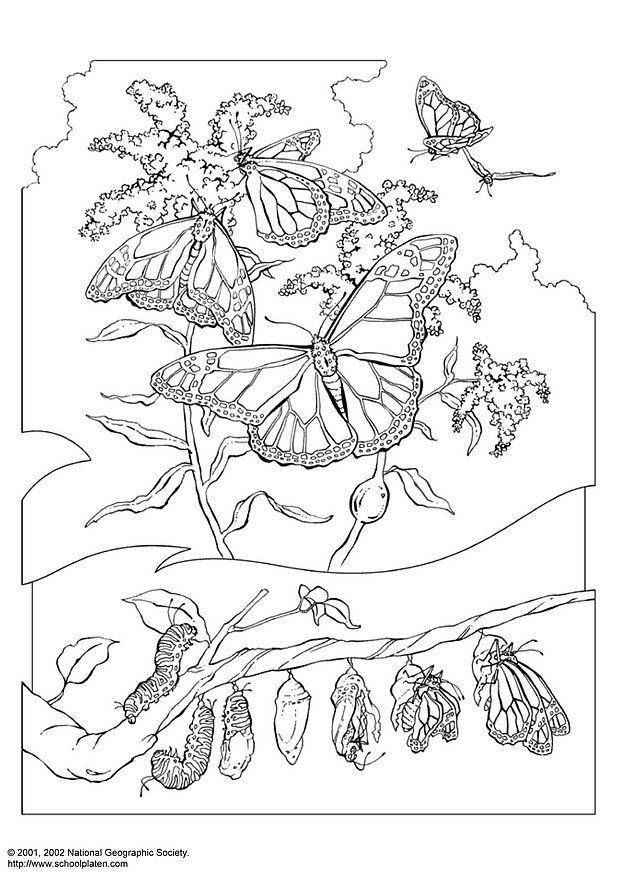 papillon monarque Coloriage papillon monarque