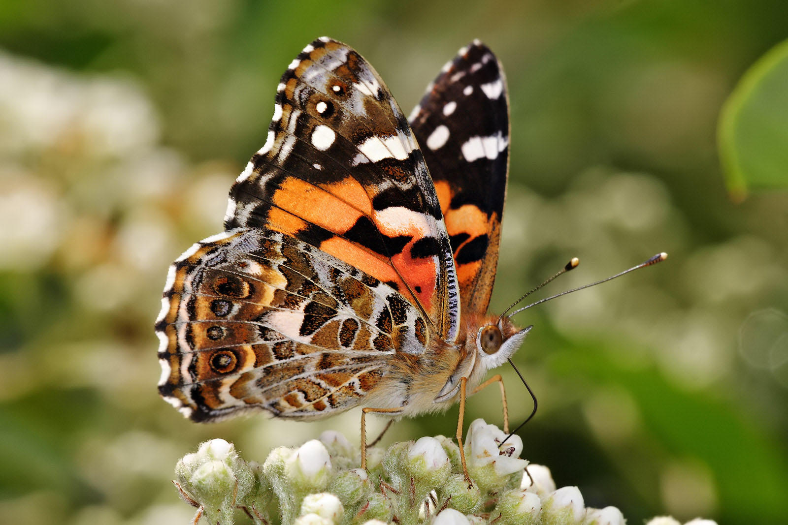 papillon - vanessa kershawi Photo papillon - vanessa kershawi